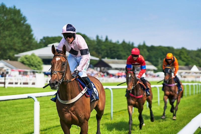 How to Bet on Horse Racing Effectively